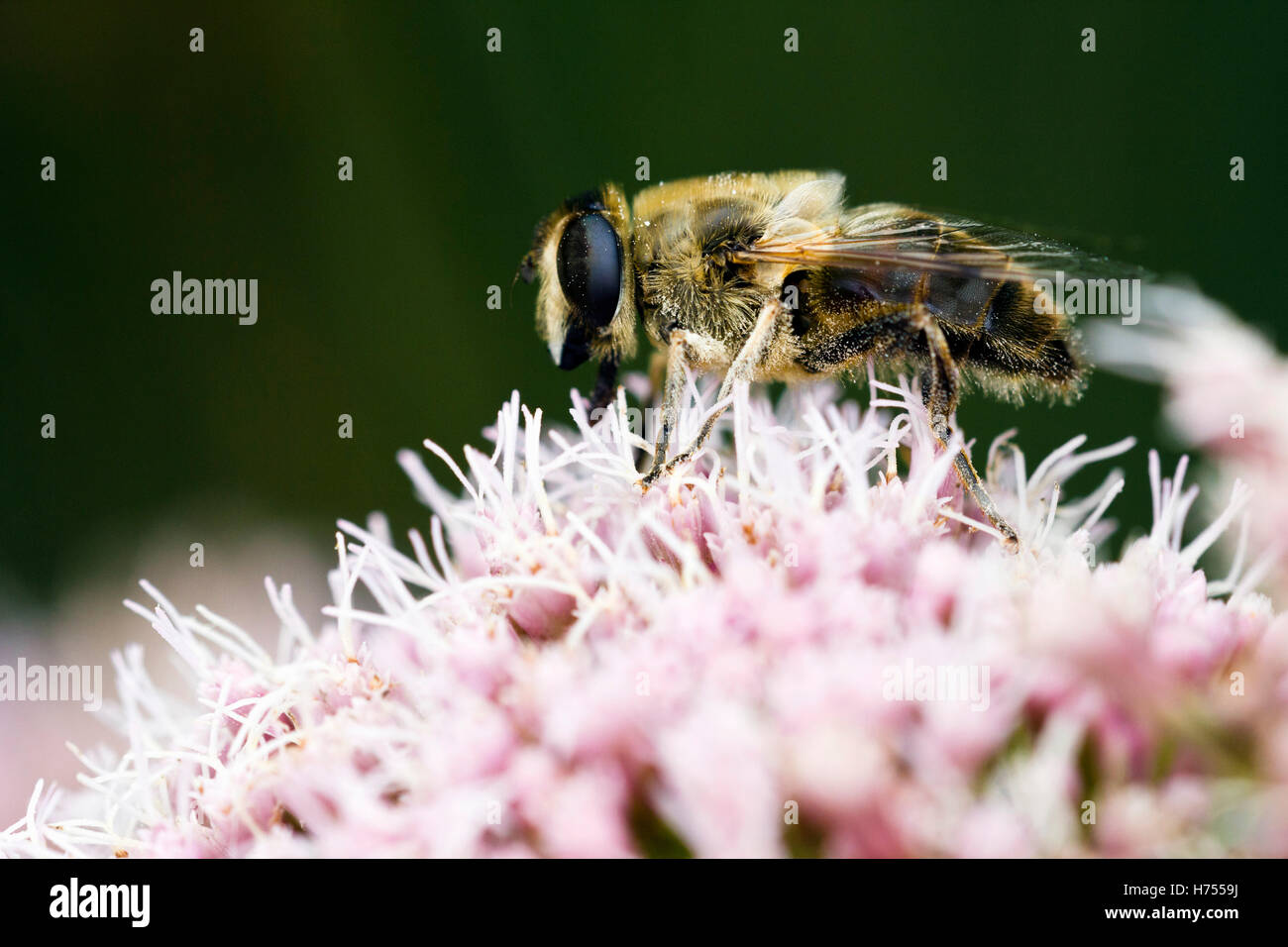 Honey bee collecting pollen on a pink flower Stock Photo