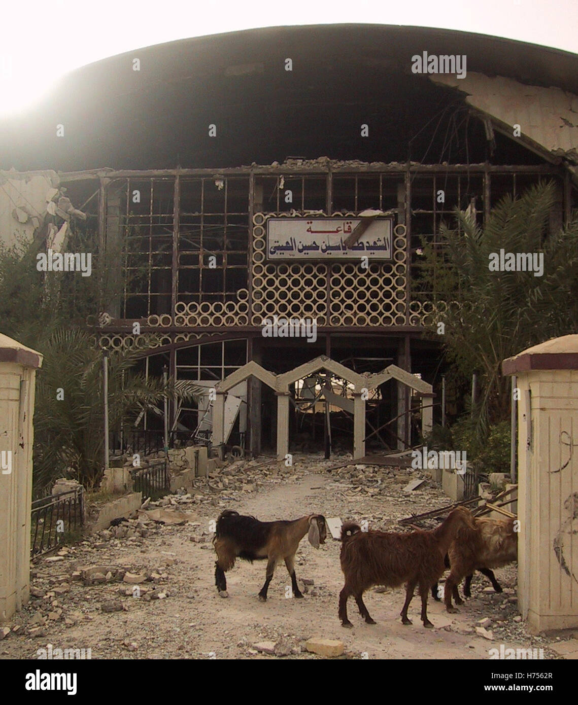 15th April 2003 A few goats pass the entrance to the bomb-damaged Officers' Club in Nasiriyah, southern Iraq. Stock Photo