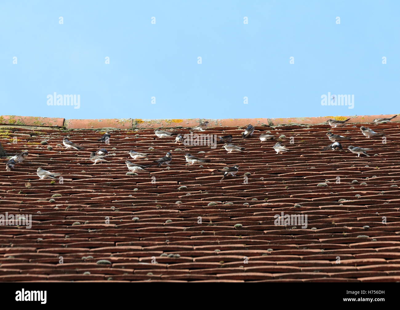 House Martins resting on a tile roof Stock Photo
