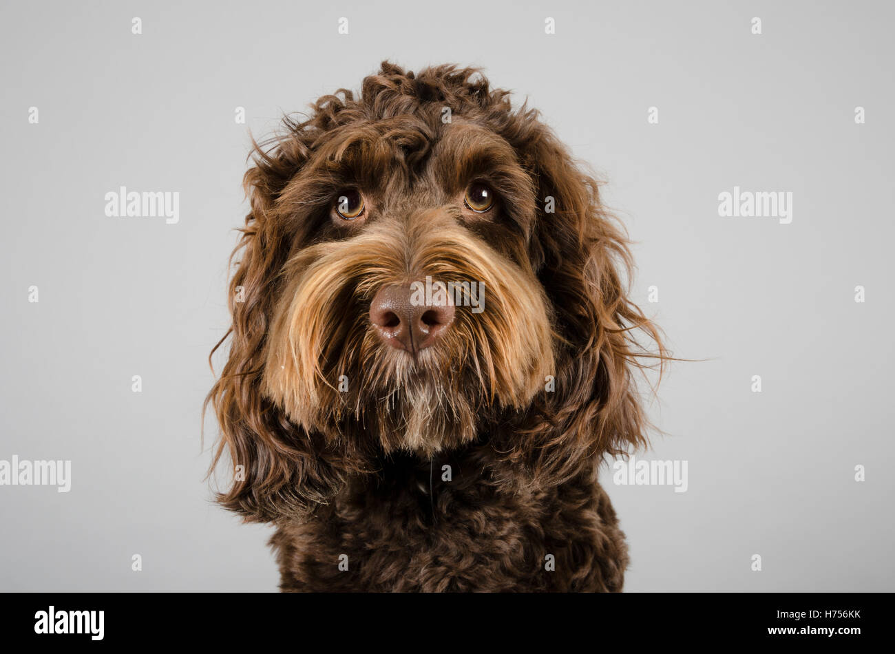 Humorous cockapoo hi res stock photography and images Alamy