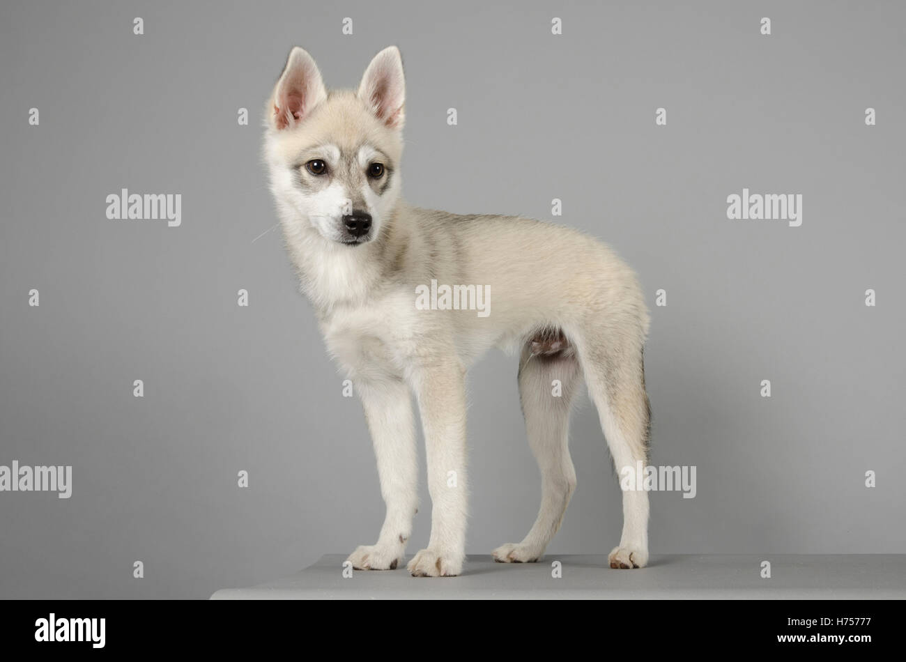 Alaskan Klee Kai on grey background - male - 19 weeks old, UK. Stock Photo