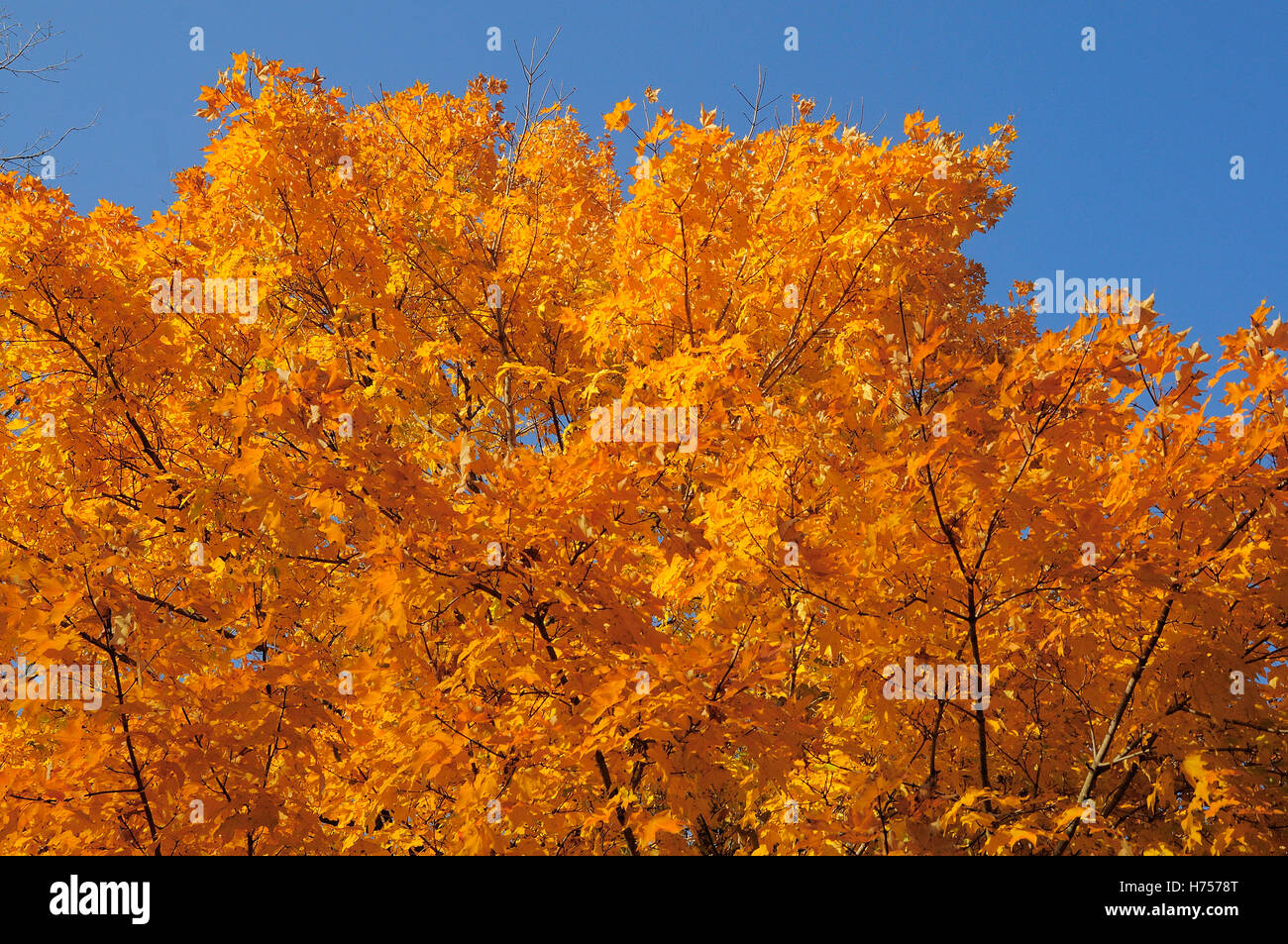 Fall foliage in full bloom. Stock Photo