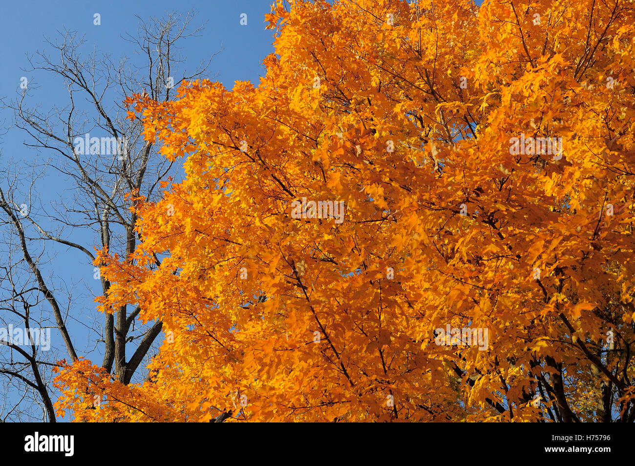 Fall foliage in full bloom. Stock Photo