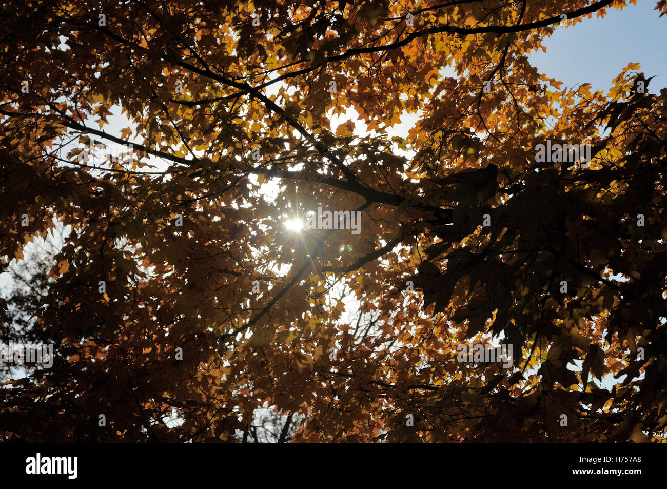 Fall foliage in full bloom. Stock Photo