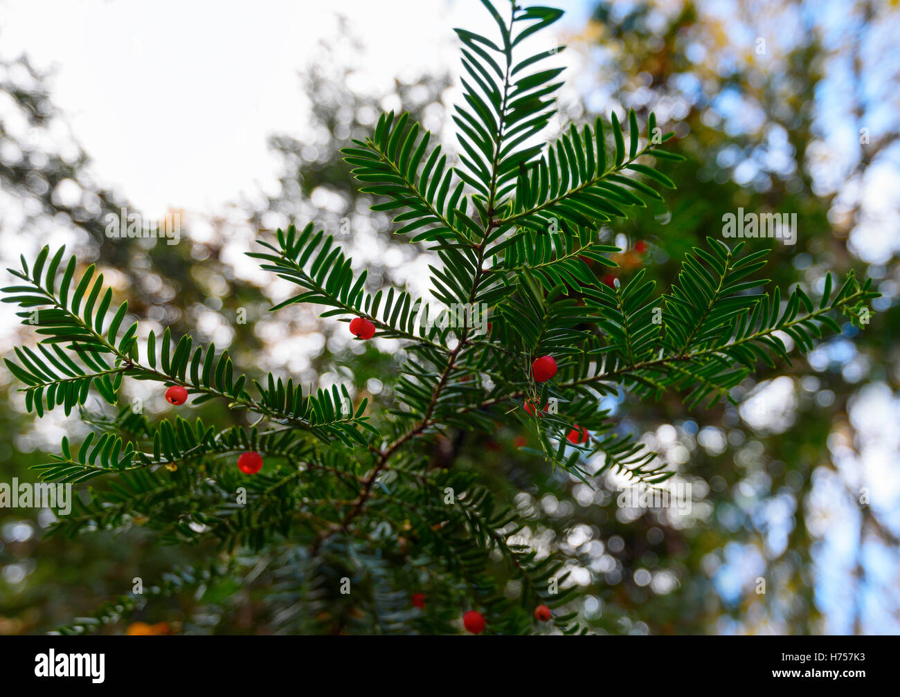 Yew tree branches red hi-res stock photography and images - Alamy