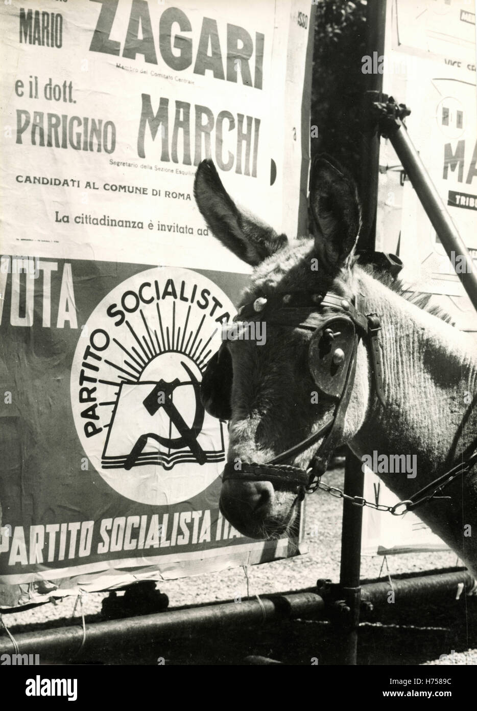 Mule beside the political posters, Rome, Italy Stock Photo