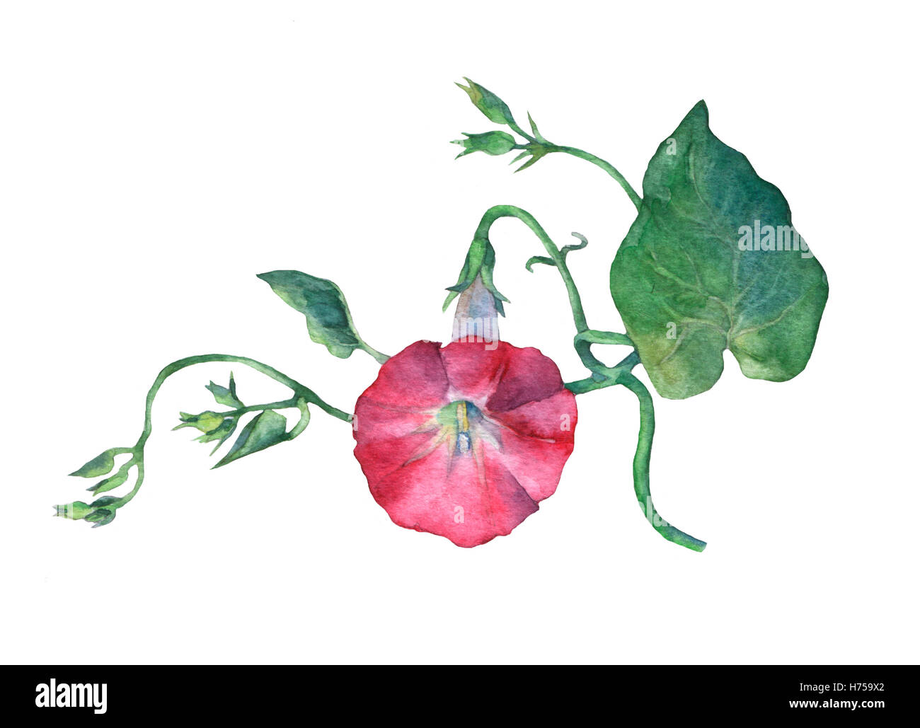 Pink Morning Glory (Field Bindweed, Convolvulus arvensis) flowers. Hand drawn watercolor botanical illustration. Stock Photo