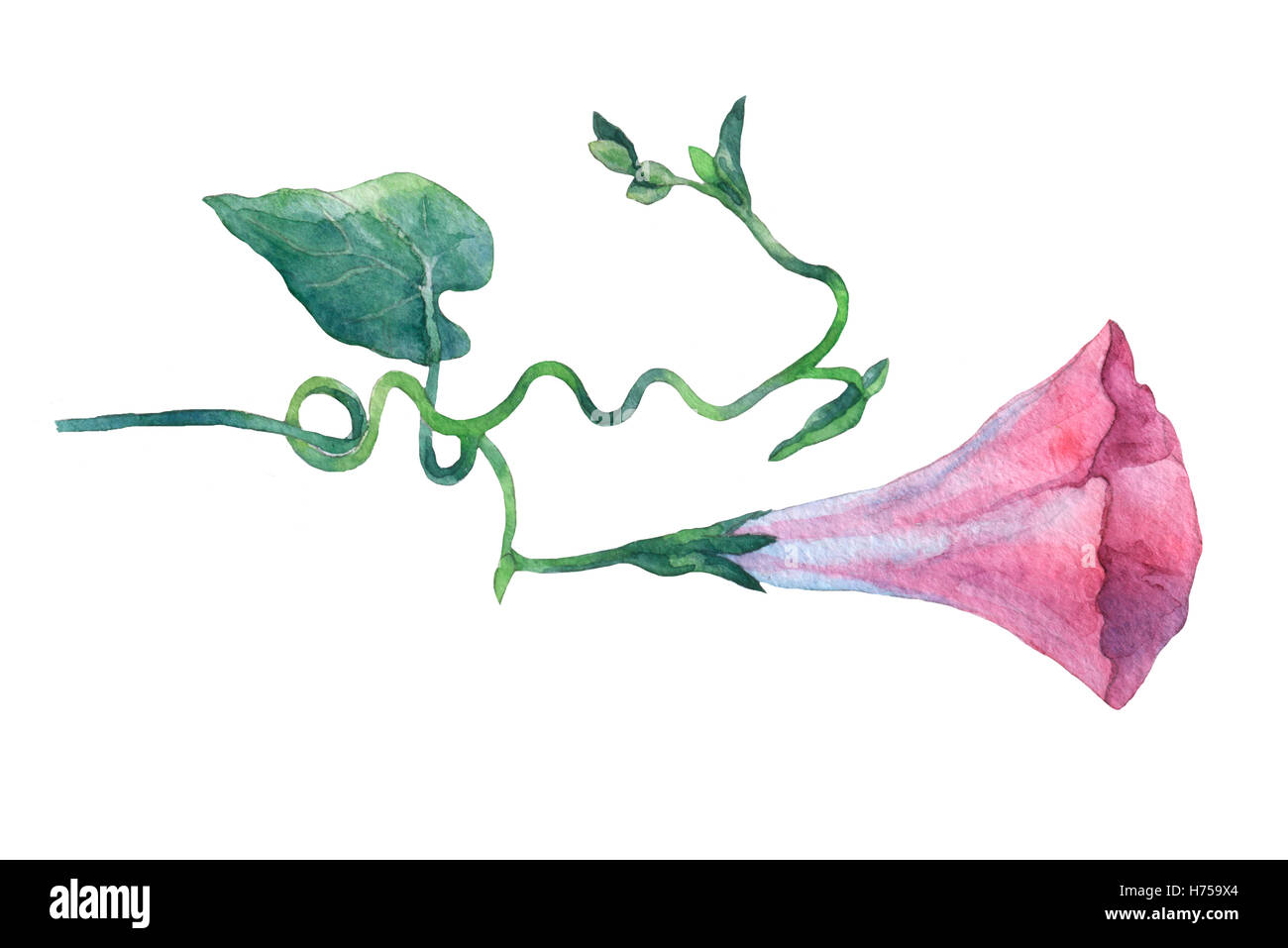 Pink Morning Glory (Field Bindweed, Convolvulus arvensis) flowers. Hand drawn watercolor botanical illustration. Stock Photo