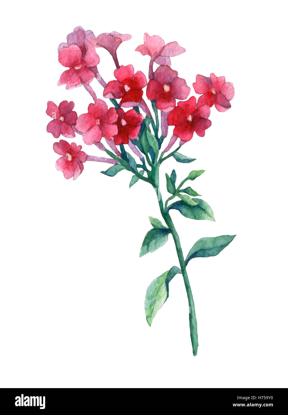 Pink phlox paniculata. A branch of Garden phlox flowers. Watercolor hand painting illustration on isolate white background. Stock Photo