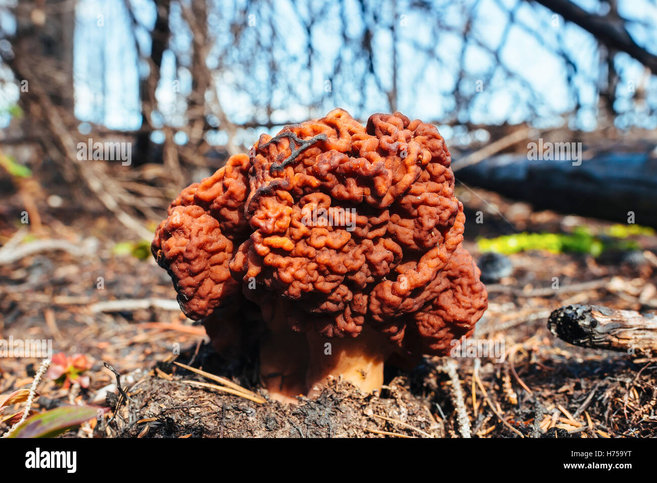 A false morel (Gyromitra esculenta) growing in a burnt forest near Prince George, BC, Canada Stock Photo