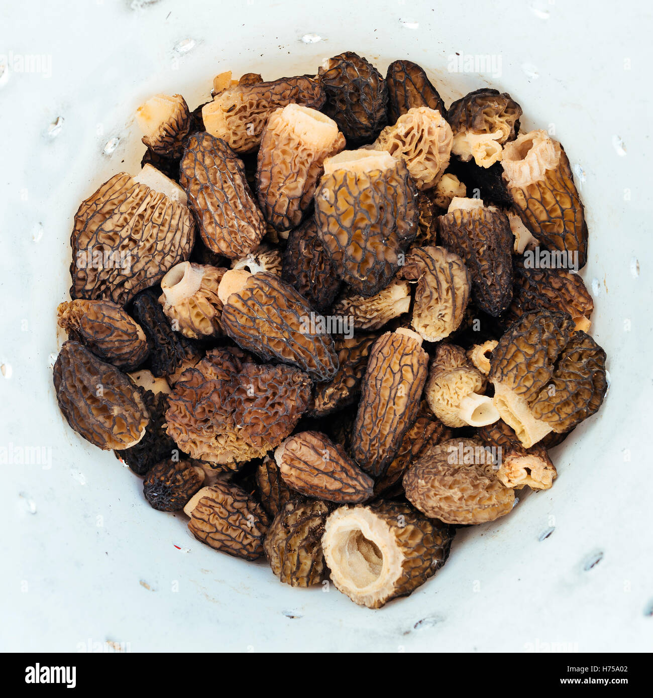 Fungi morels morchella black morels hires stock photography and images