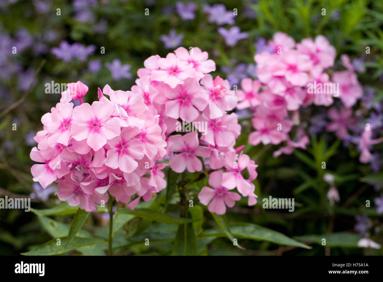 Phlox paniculata 'Glamis' flowers. Stock Photo