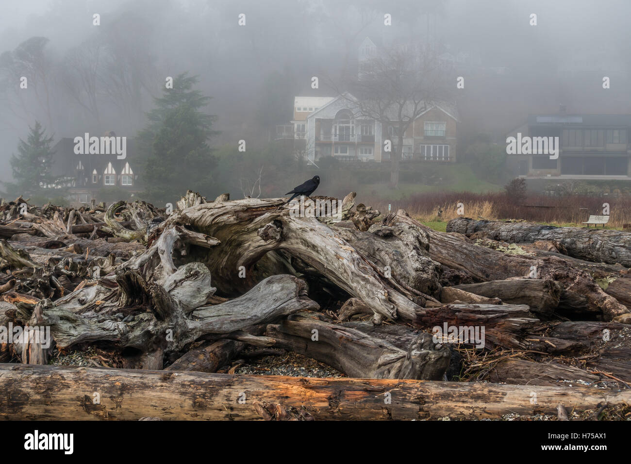 A lone crow sits on a pile of driftwood with fog in the background. Stock Photo