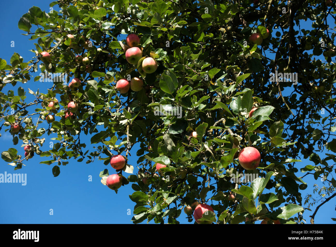 Red apples hanging from the tree branch against blue sky, germany Stock Photo