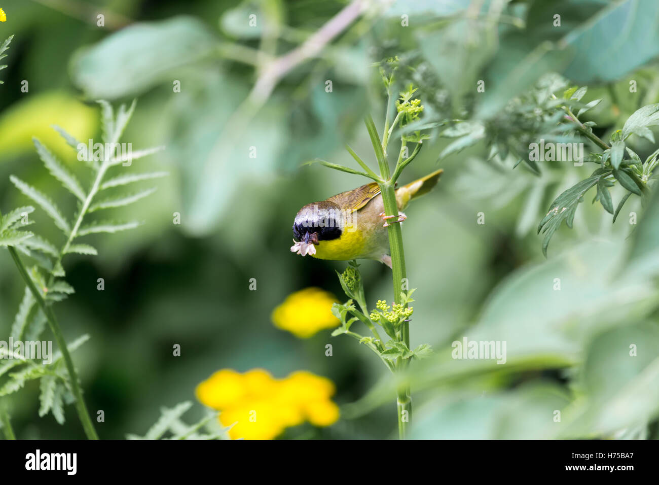 A broad black mask lends a touch of highwayman mystique to the male Common Yellowthroat. Stock Photo