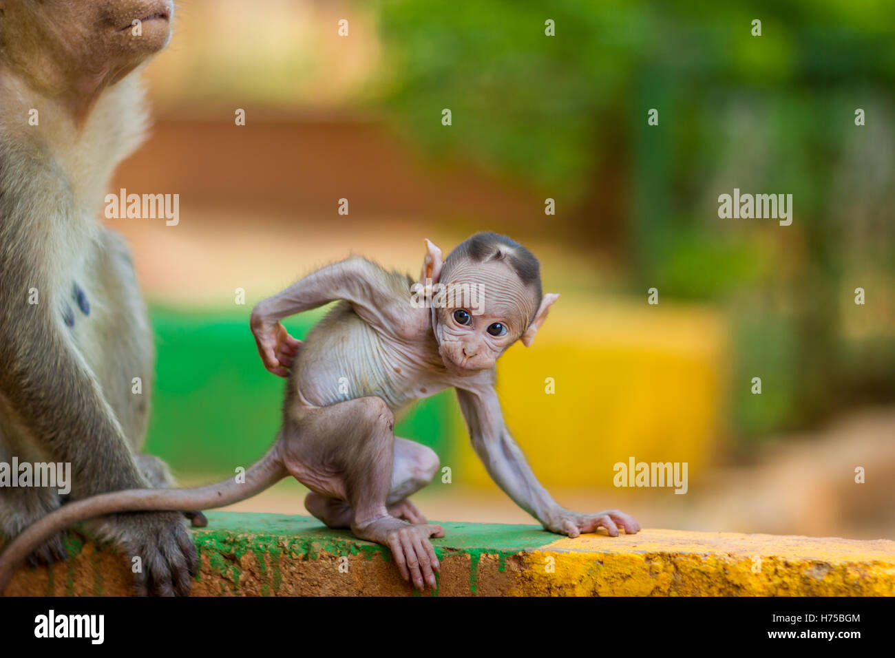 Baby Macaque India with its mother close at hand. Part of the big banyan tree troop near Bangalore. Stock Photo