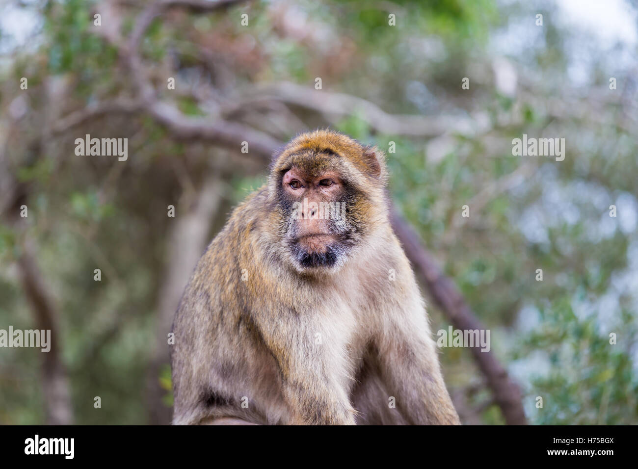 The Barbary macaque population in Gibraltar is the only wild monkey ...