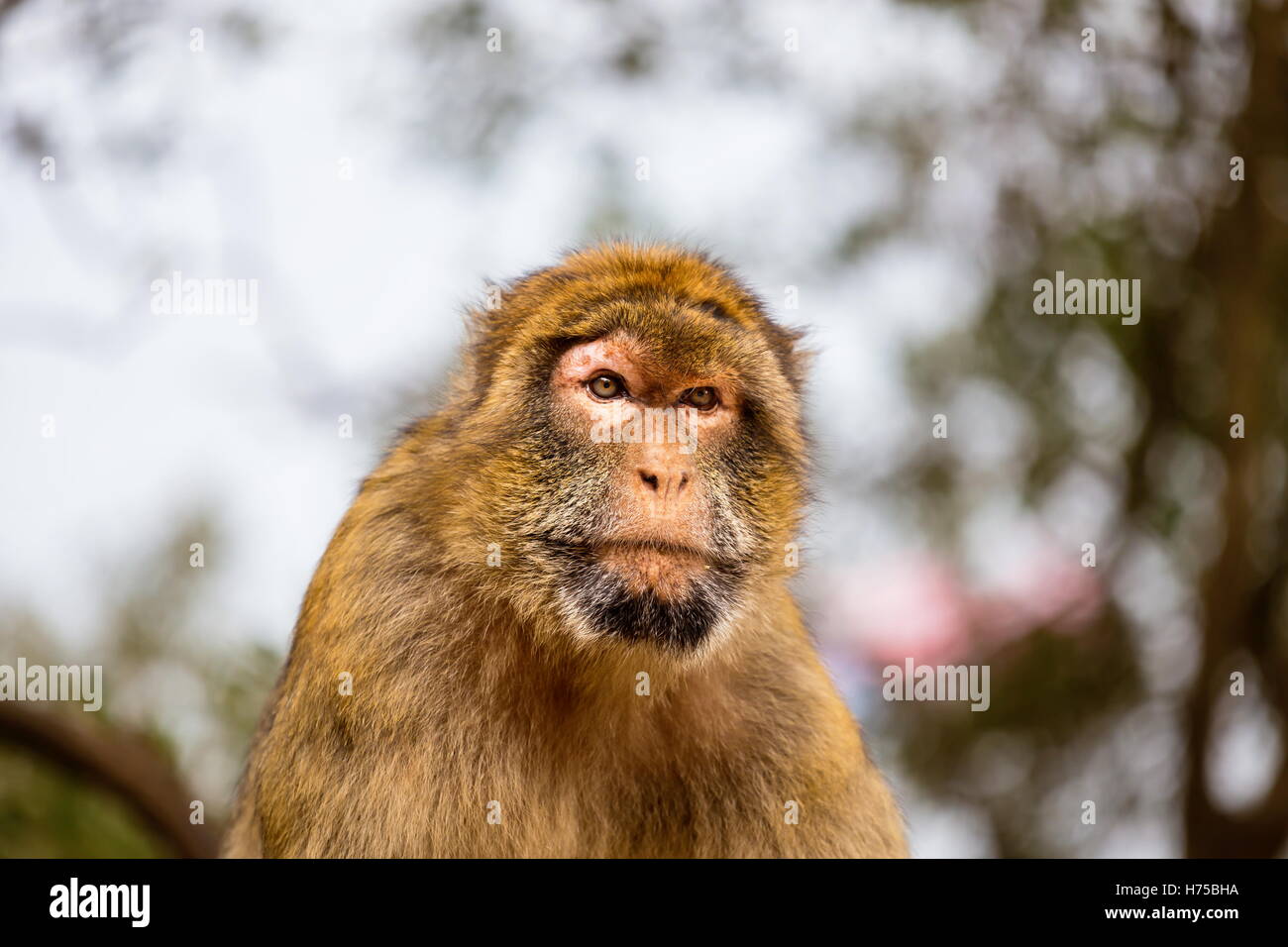 The Barbary macaque population in Gibraltar is the only wild monkey ...