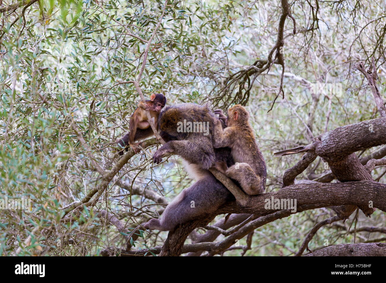 The Barbary macaque population in Gibraltar is the only wild monkey ...