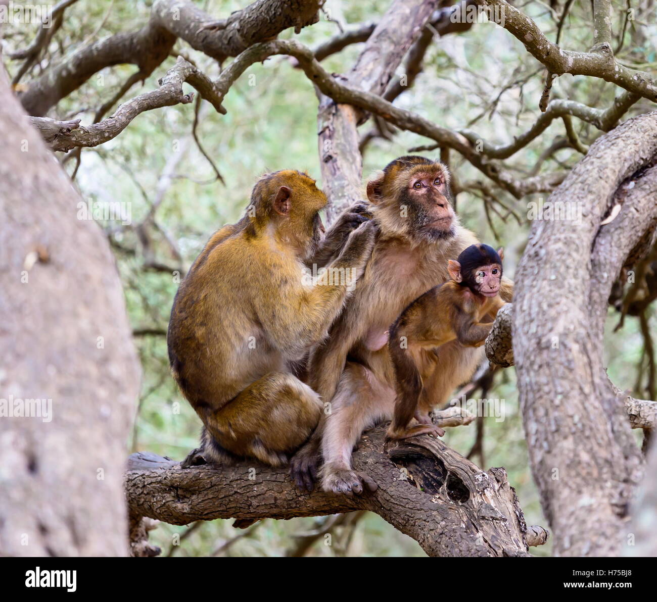The Barbary macaque population in Gibraltar is the only wild monkey ...