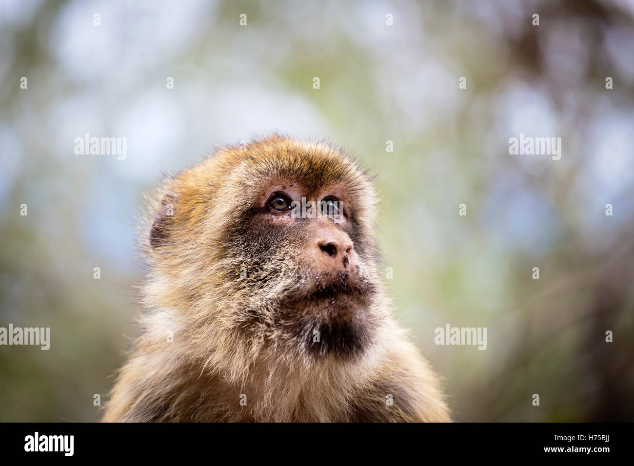 The Barbary macaque population in Gibraltar is the only wild monkey ...