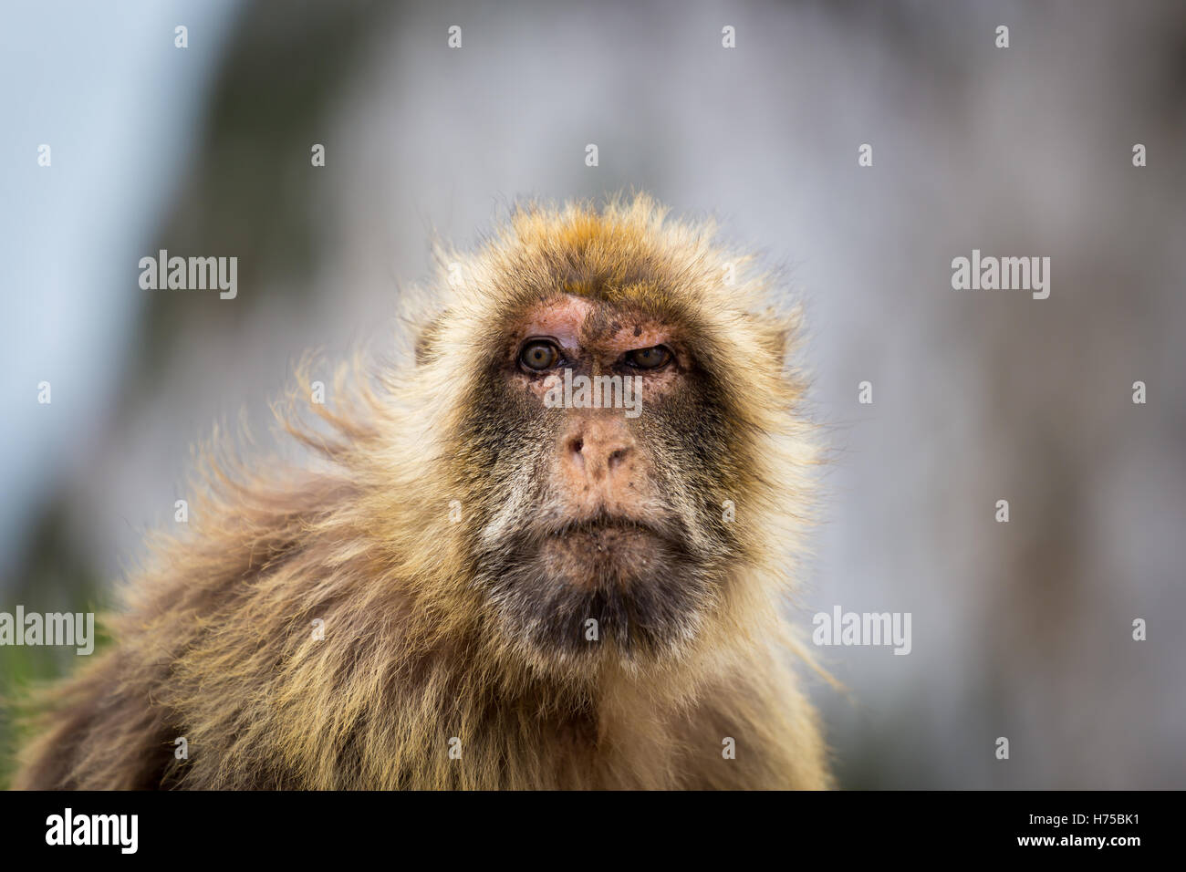 The Barbary macaque population in Gibraltar is the only wild monkey ...