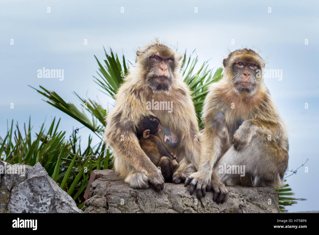 The Barbary macaque population in Gibraltar an the only wild monkey ...