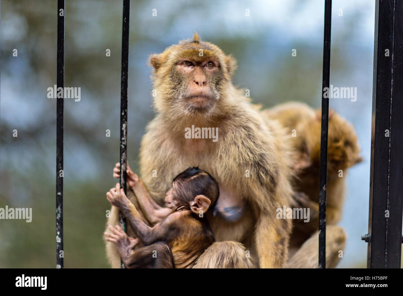 The Barbary macaque population in Gibraltar an the only wild monkey ...