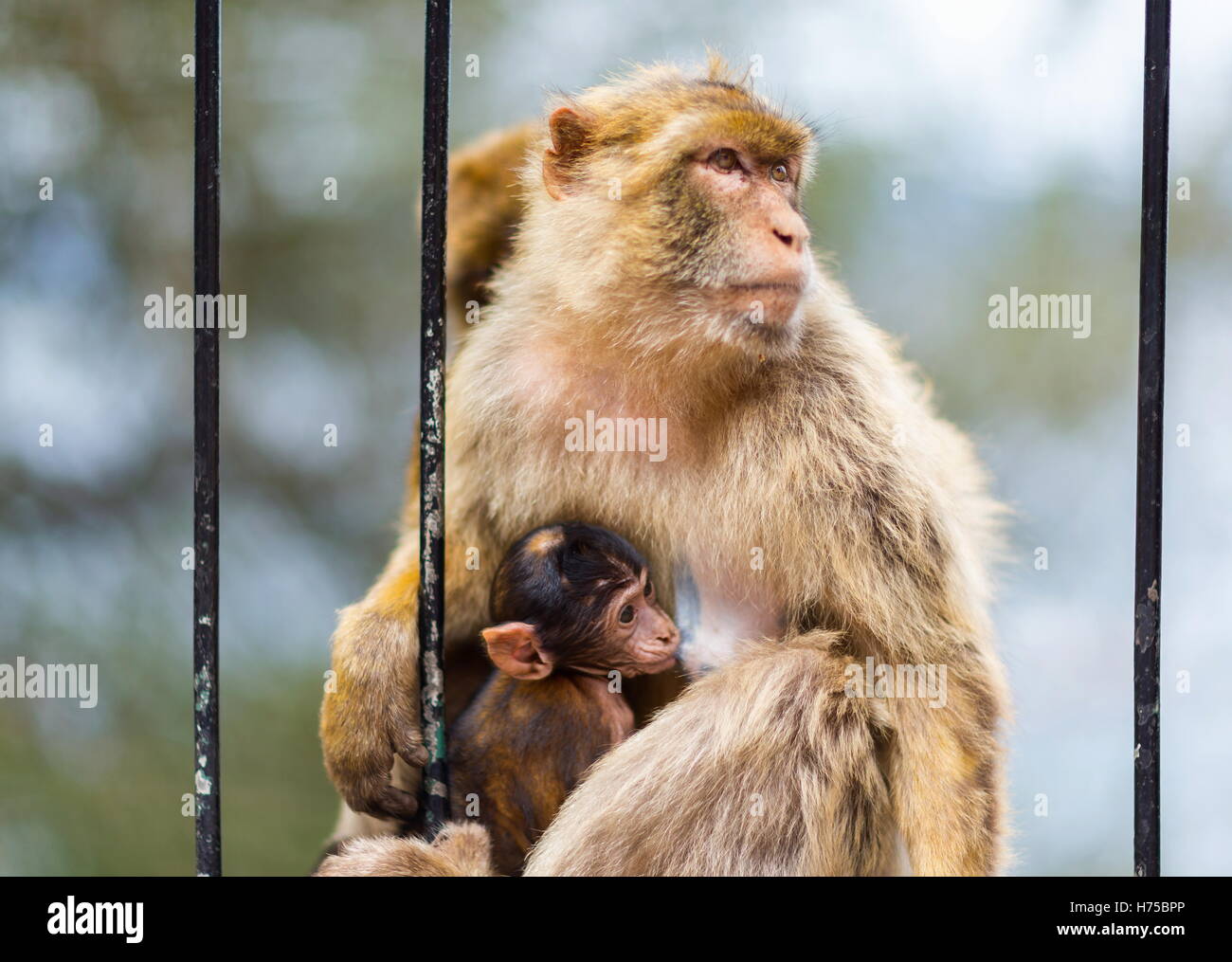 The Barbary macaque population in Gibraltar an the only wild monkey population in the European continent. Stock Photo