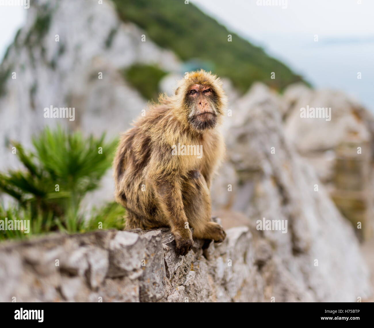 The Barbary macaque population in Gibraltar an the only wild monkey ...