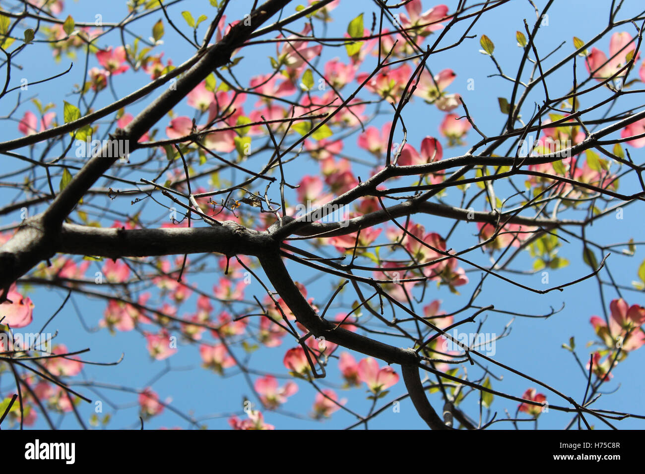 Pink Dogwood flower (Cornus florida rubra) in spring bloom, Kyoto, Japan Stock Photo