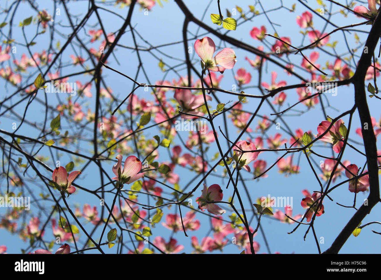 Pink Dogwood flower (Cornus florida rubra) in spring Kyoto, Japan Stock Photo