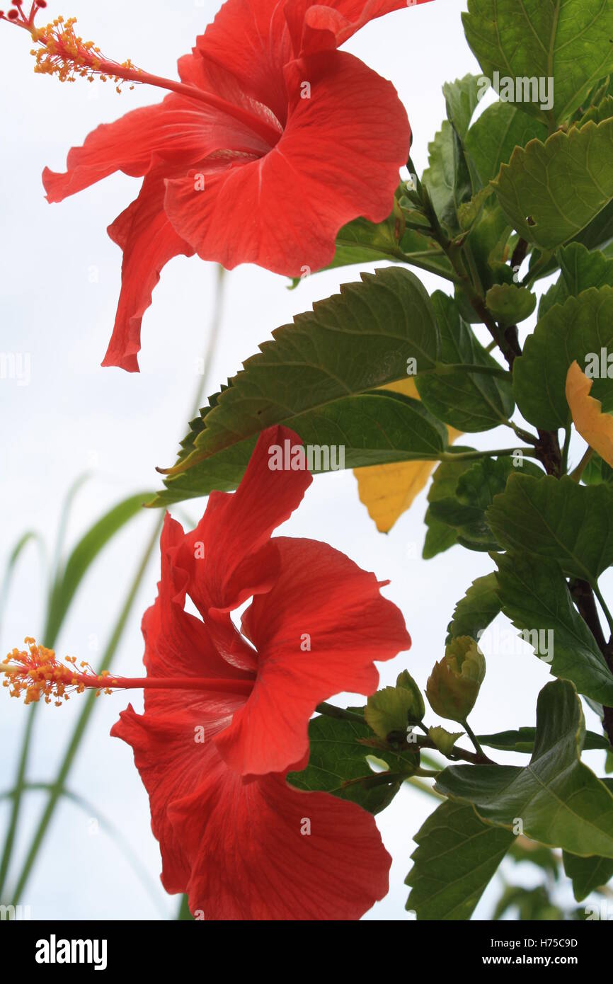 coral red hibiscus tropical flower key west Florida Stock Photo