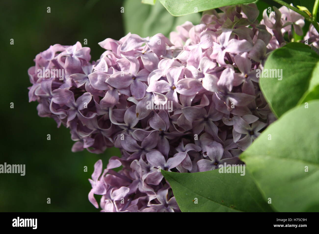 Purple lilac flower blossom Stock Photo - Alamy