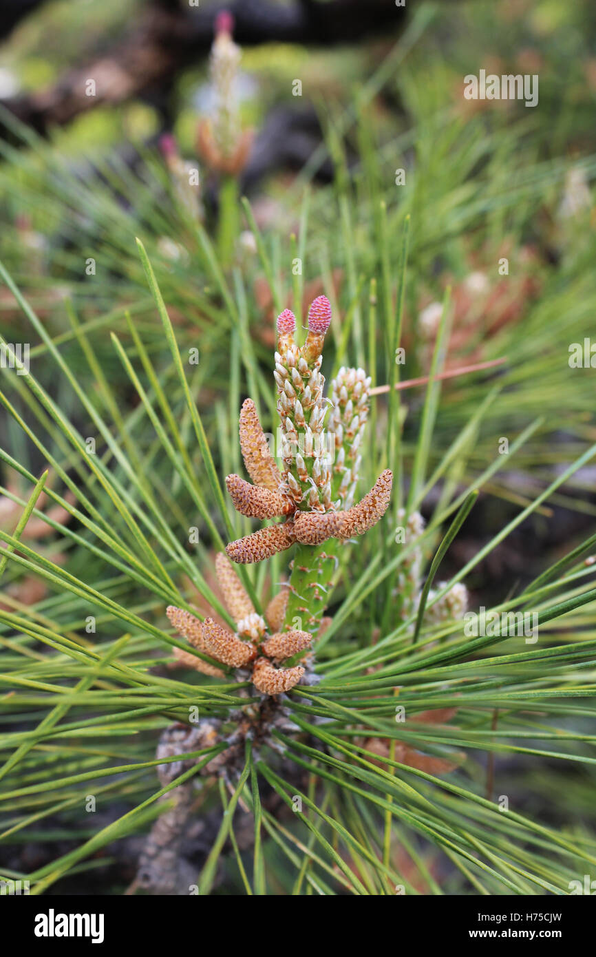 Close-up flowers of the Pinus thunbergii, the Japanese black pine tree in Kyoto, Japan Stock Photo