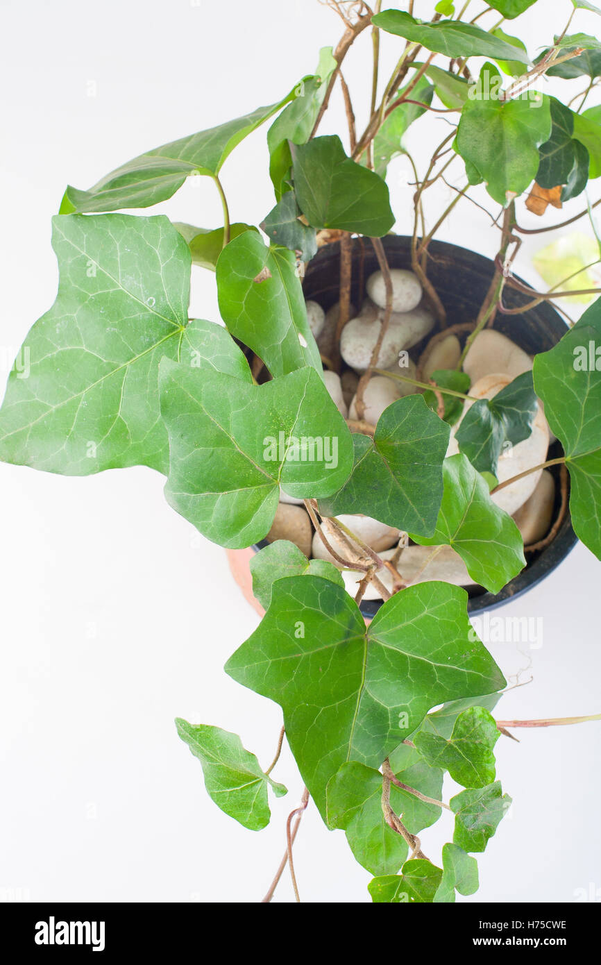 araliaceae, background, domestic, green, hedera, helix, l, oxygene, plant, studio, white Stock Photo