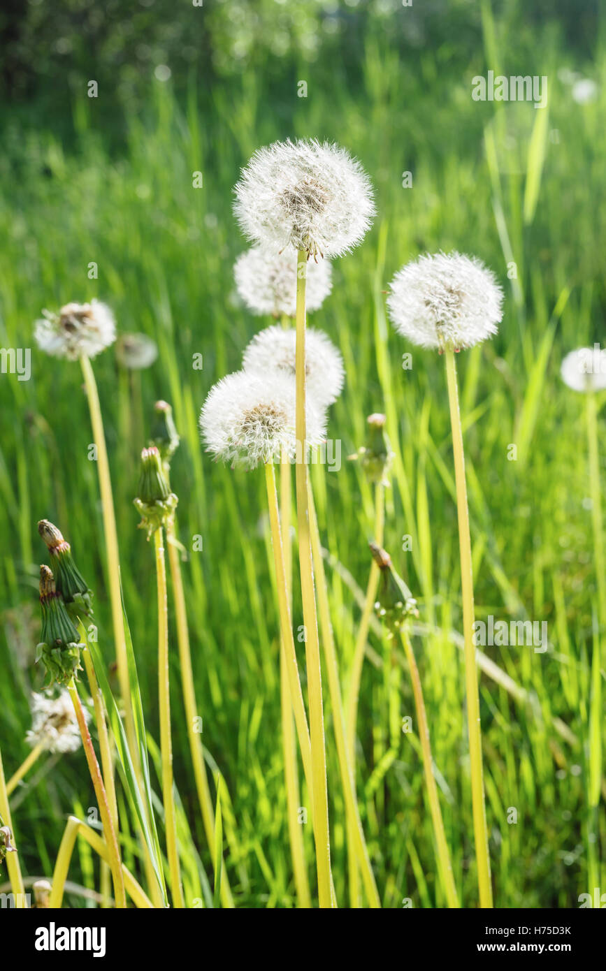 Taraxacum officinale seeds hi-res stock photography and images - Alamy
