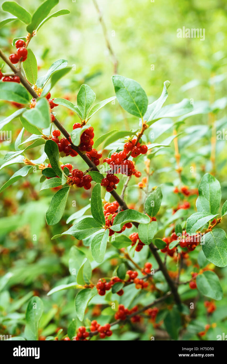 Soapberry plant hi-res stock photography and images - Alamy