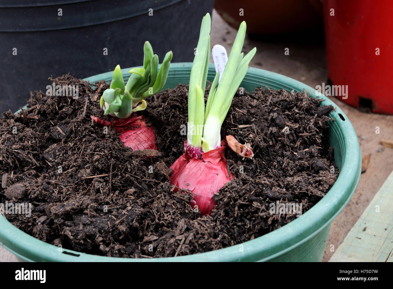 Spanish onions with new shoots sprouting growing in a pot Stock Photo