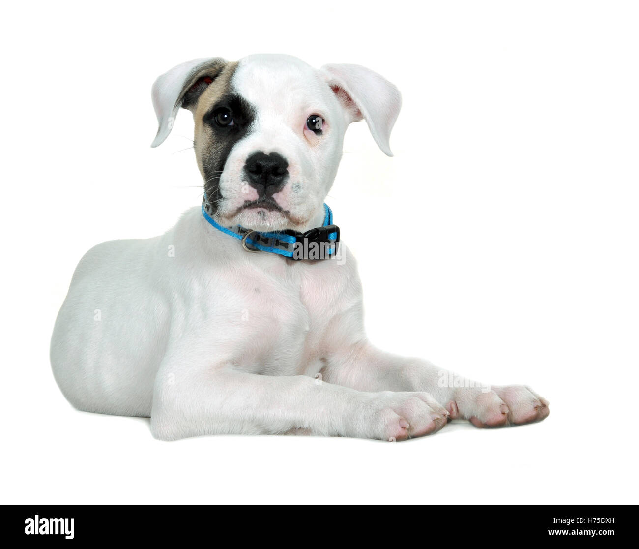 Studio High key shot of a Staffordshire bull terrier pup. Stock Photo