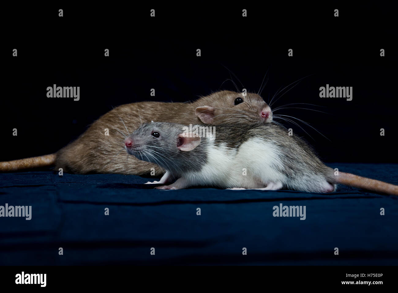 Decorative rat - very cute pets Stock Photo - Alamy
