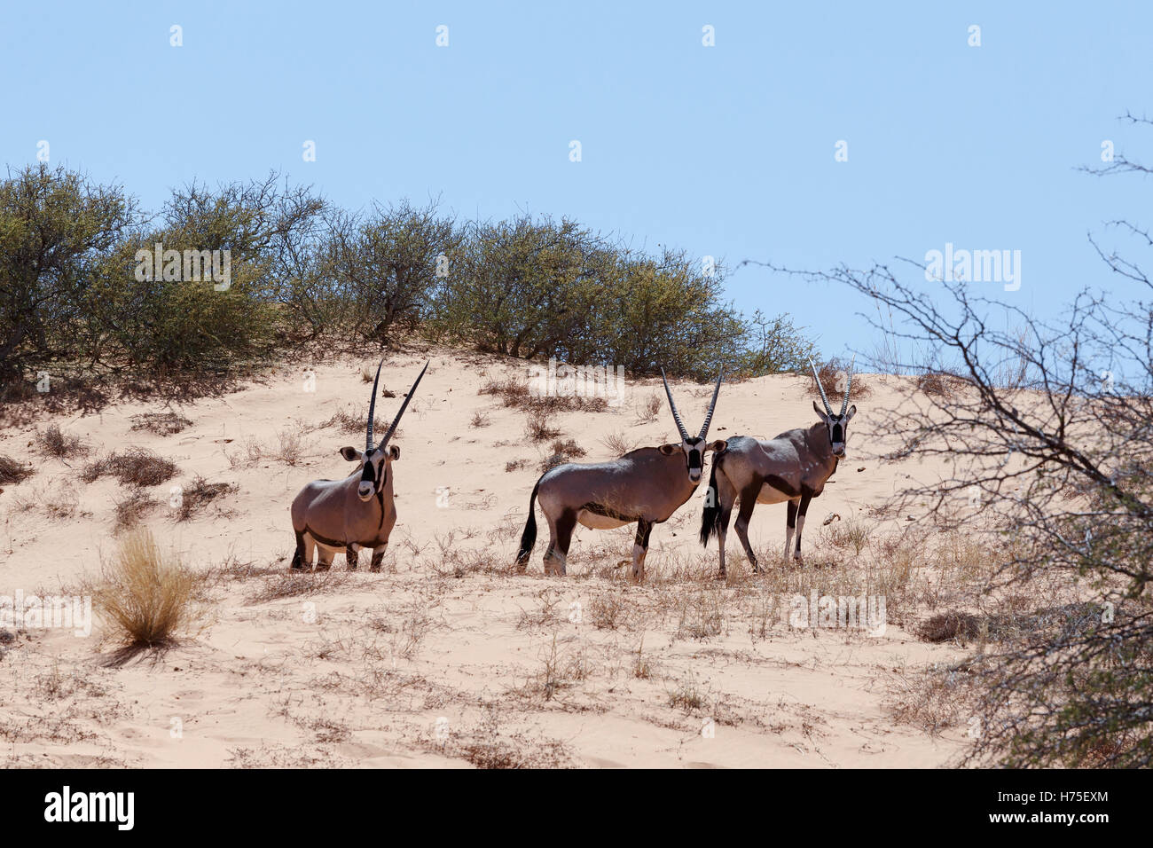 True mammals hi-res stock photography and images - Alamy
