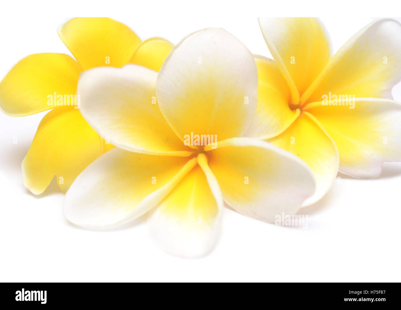 frangipani (plumeria) isolated on white background Stock Photo