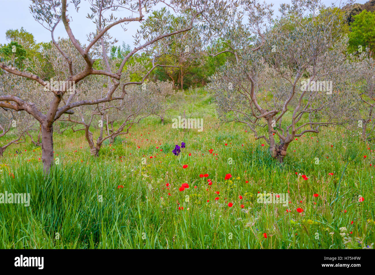 The olive gardens in France with provencal flowers, such as poppies, irises, chamomiles. Stock Photo