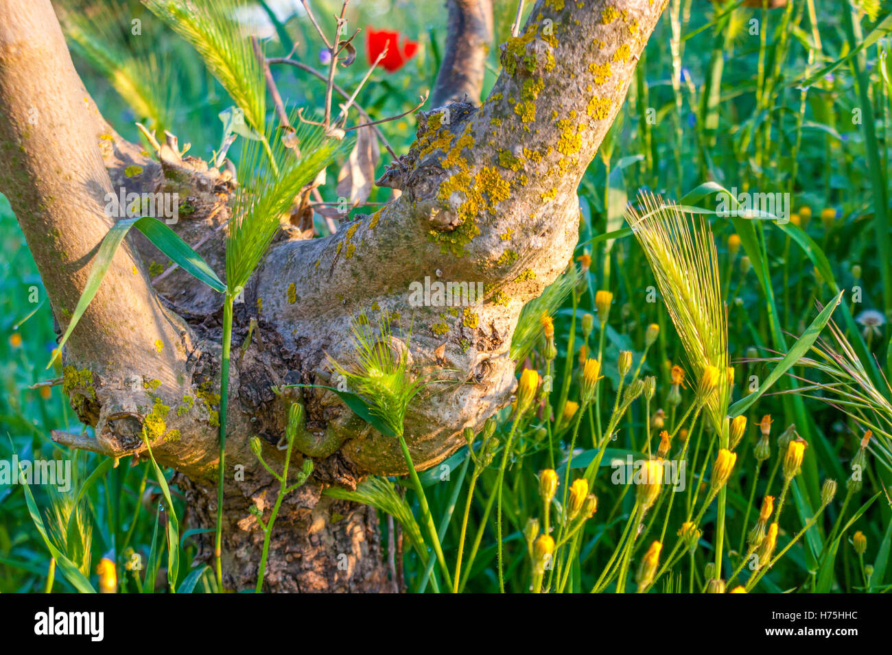 The Olive Branch With A Lichen And Another Plants From The Olive Stock Photo Alamy The Olive Branch With A Lichen And Another Plants From The Olive Stock Photo Alamy