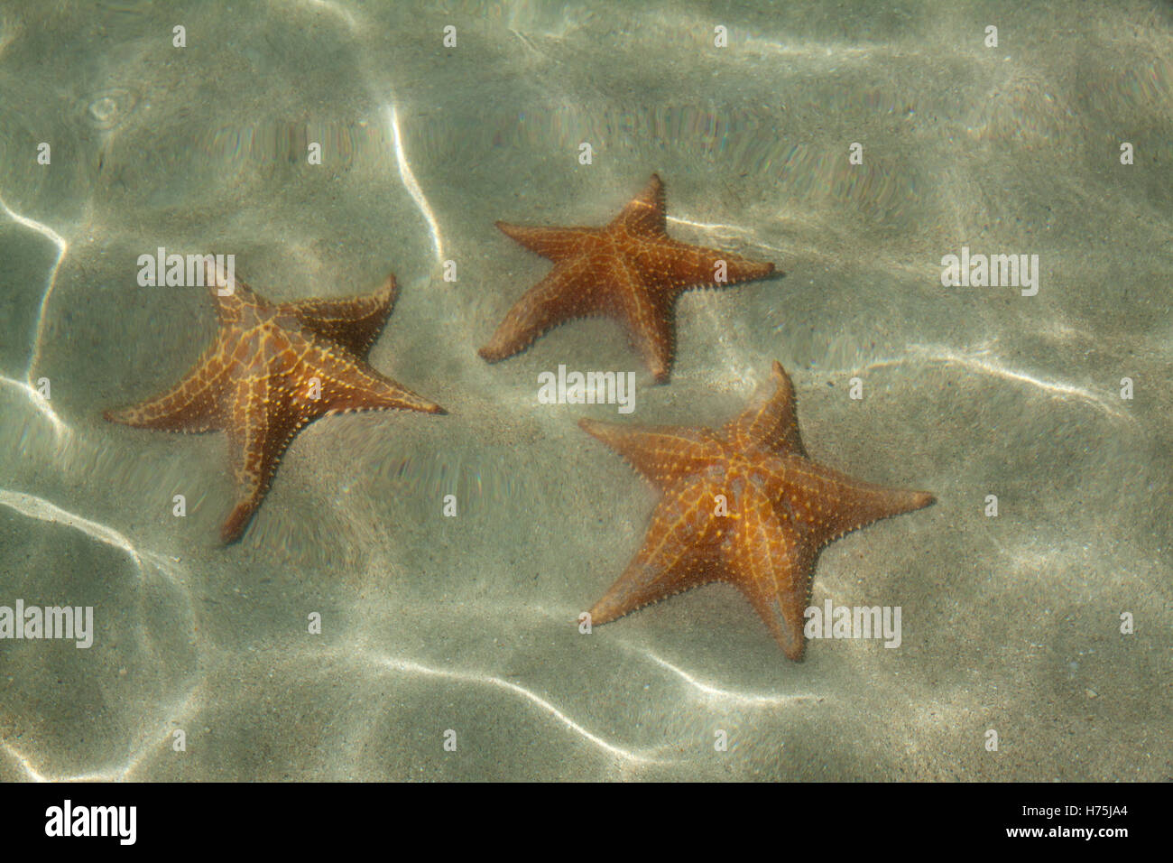 Underwater starfish, Caribbean sea Stock Photo