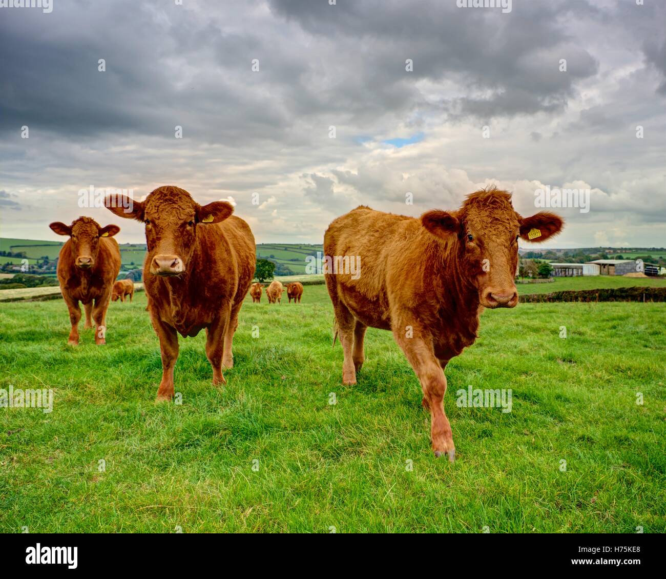 A landscape picture of three Red Devon Cows approaching and looking at camera with a background of green farmland and grey cloud Stock Photo