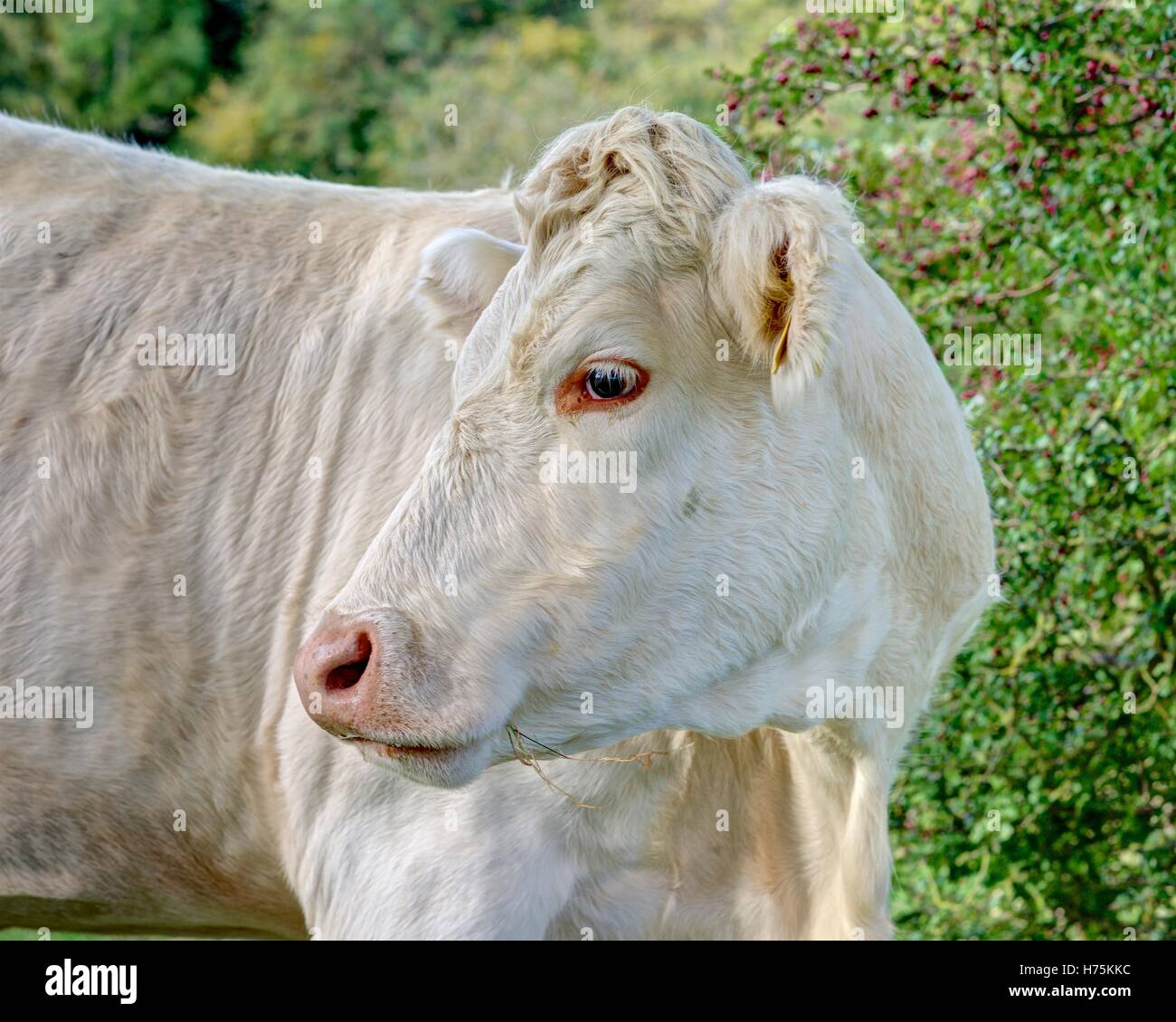 A sharply rendered head and shoulder candid portrait of a white cow against a natural blurred background of greenery. Stock Photo