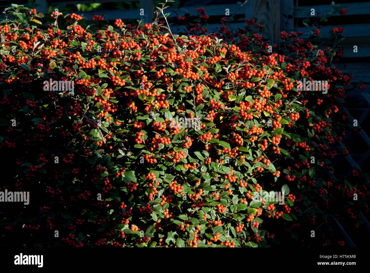 Cotoneaster frigidus Stock Photo