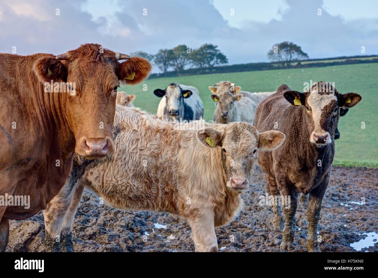 A mixed herd of cows and cute looking calves looking at camera up on the hilltop of the farm early morning in Autumn. Stock Photo